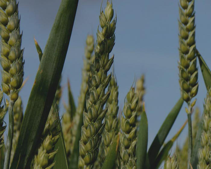 wheat crop sown in field