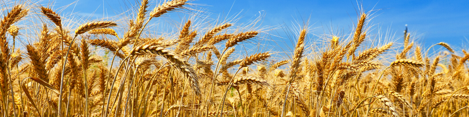 Barley crop in field