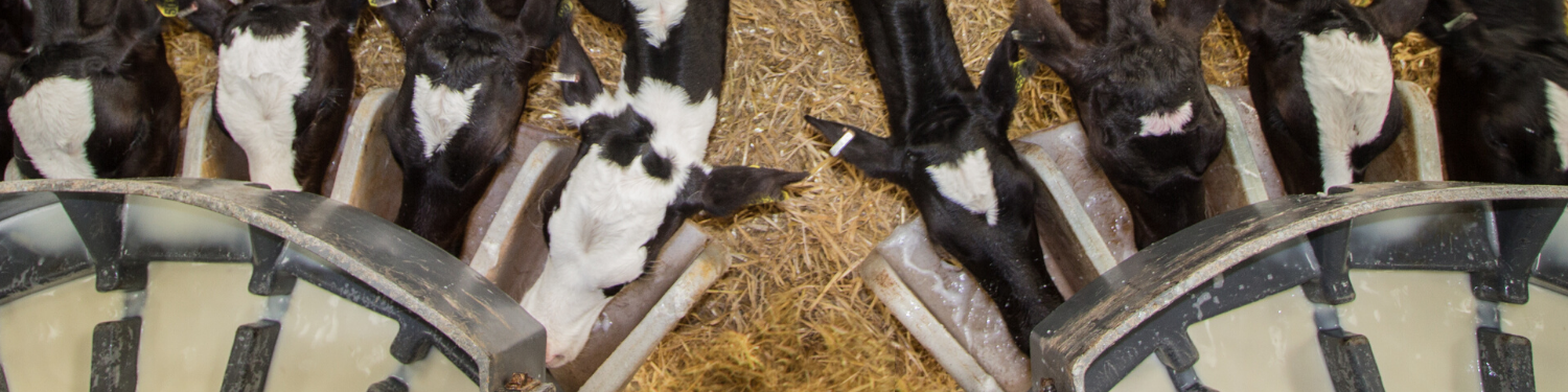 Calves drinking milk replacer feed