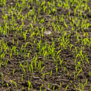 winter crops