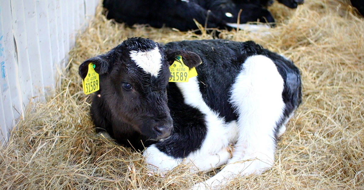 Calf resting in bed of straw