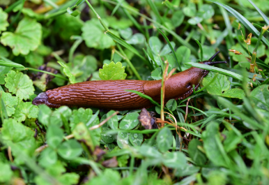 Slug moving through grass