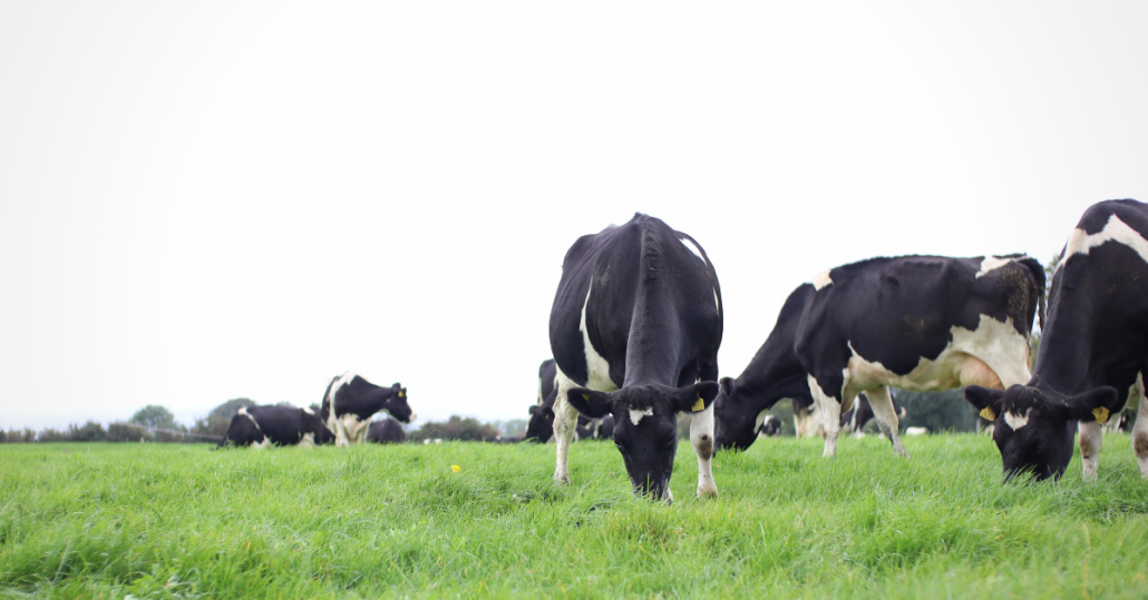 Dairy cows grazing grass