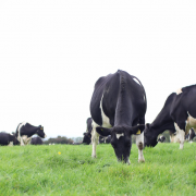 Dairy cows grazing grass