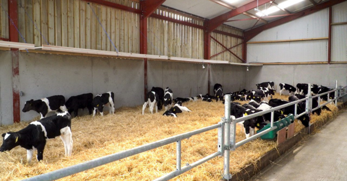 Calves housed indoors 